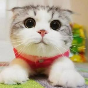Милый кот